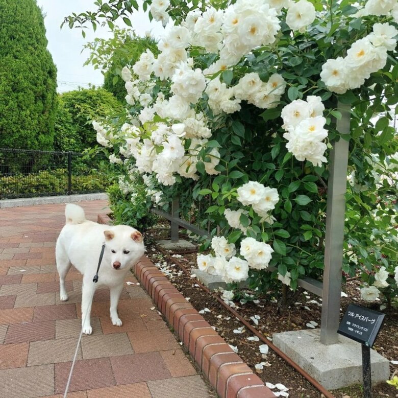 提供： kinako_kinakoさん