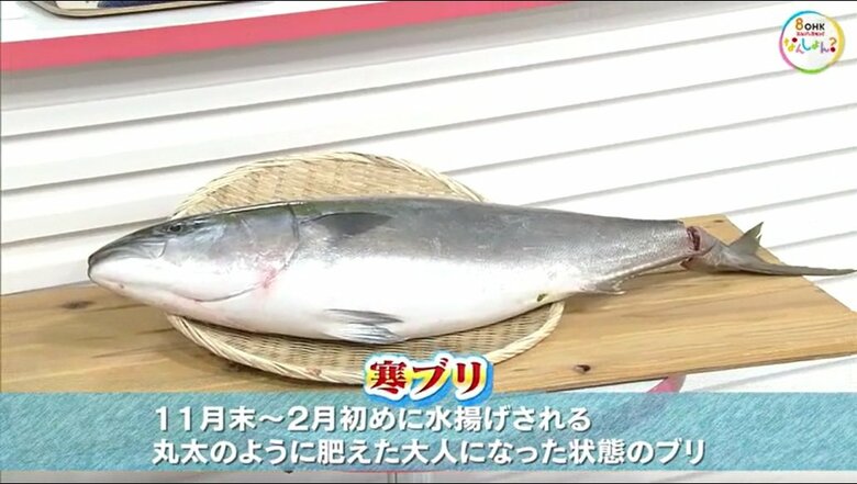 重さ７．４キロの寒ブリ
