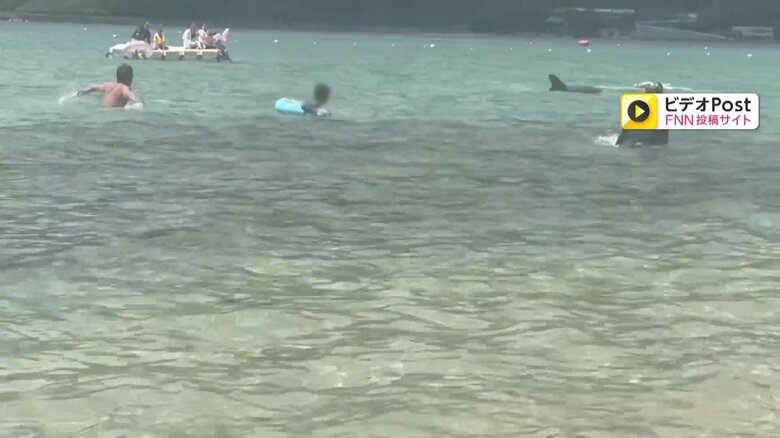 イルカが子どもを襲う一部始終②（全18枚）