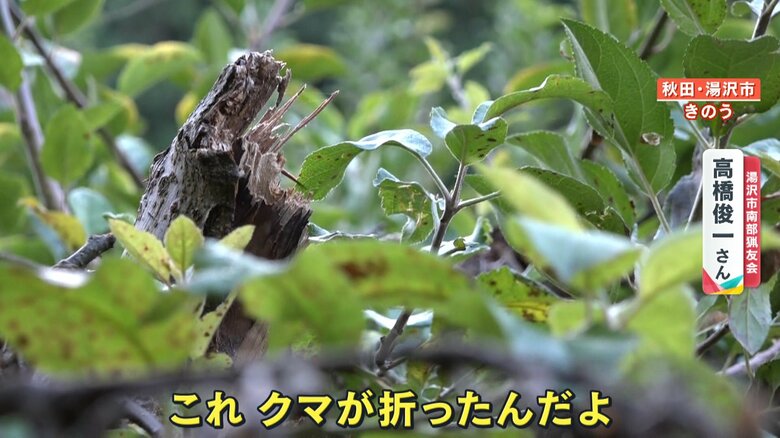 クマによって折られた枝