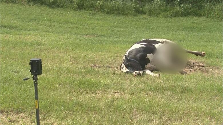 牛の死骸の周辺に監視カメラを設置（7月19日）