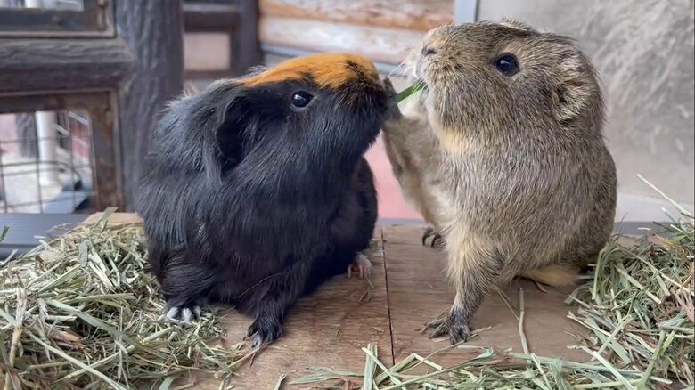 もくちゃんの“手”が…（提供：須坂市動物園）