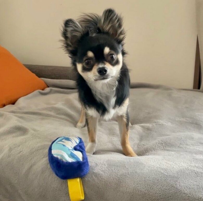 提供：チワワのごまじろーさん