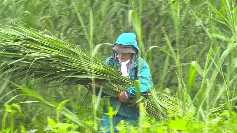 背丈よりも高いヨシを刈り取る市民ら