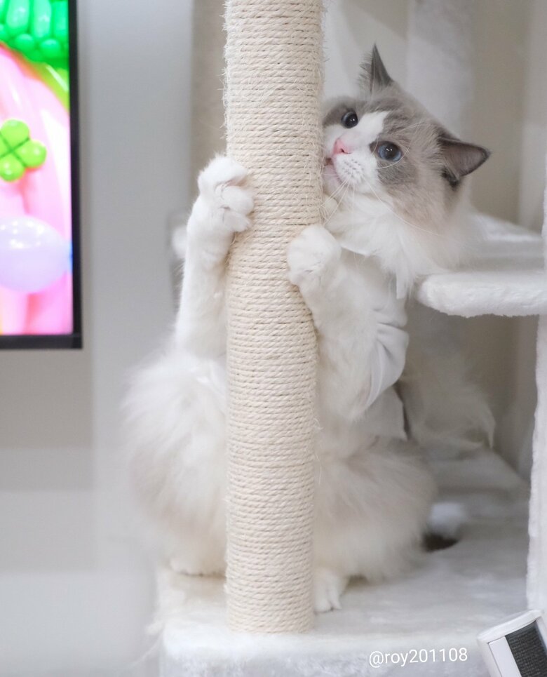 提供：ロイ(Roy)くん@ラグドールさん