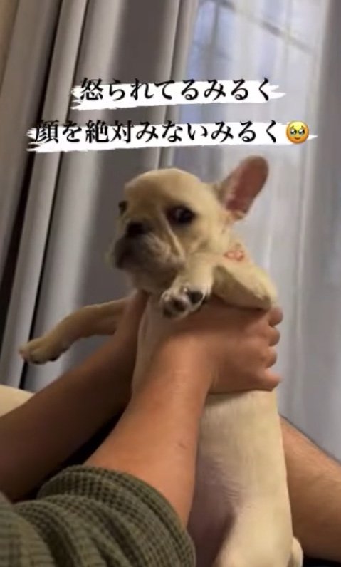 提供：みるくちゃん