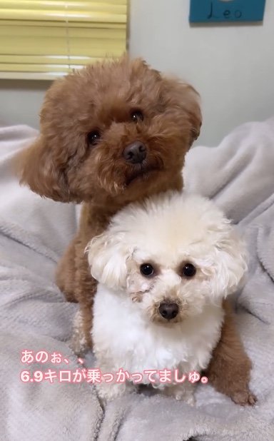 提供：Leo トイプードルさん