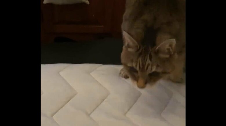 22歳でも元気なモカちゃん。ジャンプの様子その4