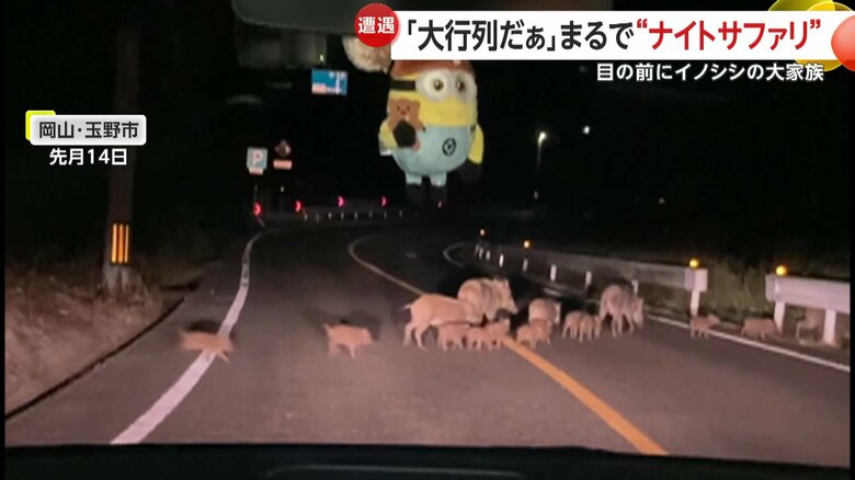 道路を横断する17頭ものイノシシ