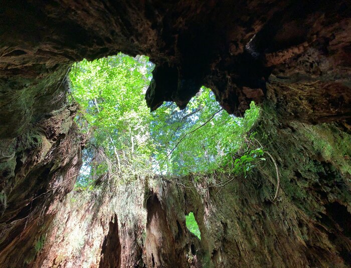 ウィルソン株の中は空洞に
