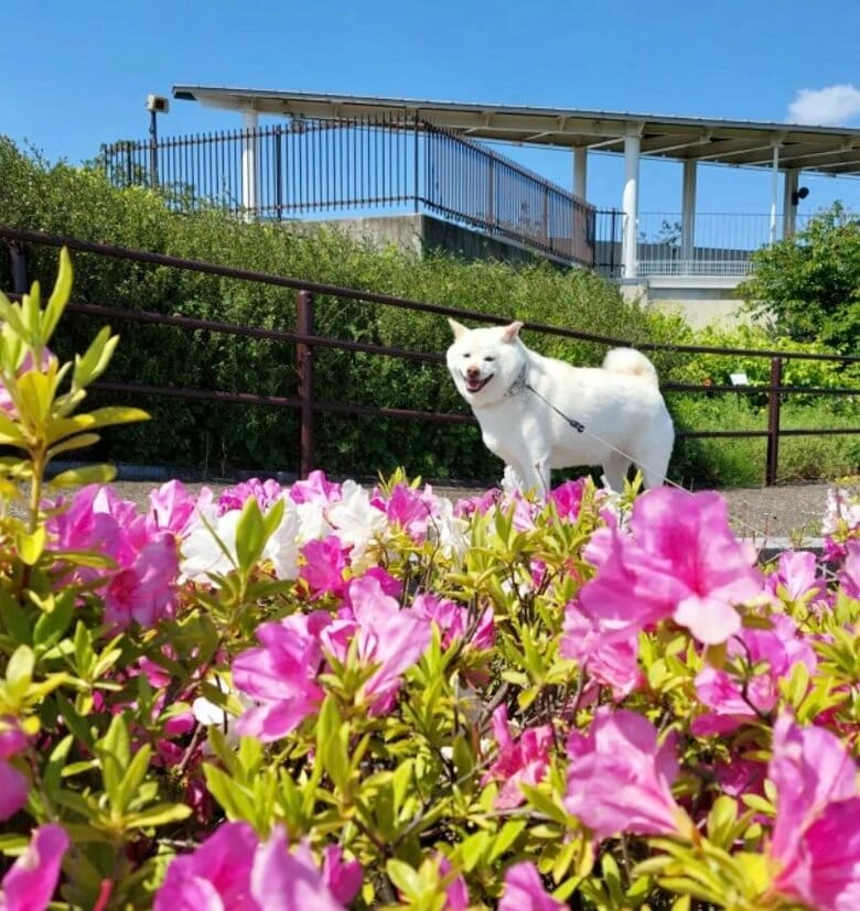 提供： kinako_kinakoさん