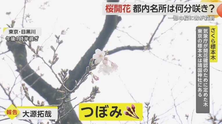目黒川沿いの桜は、まだつぼみ状態