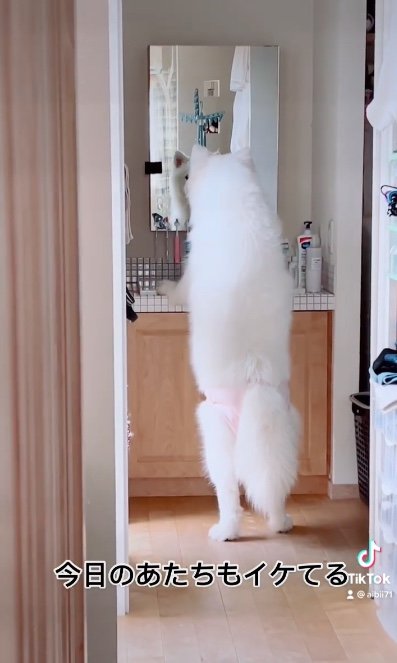 提供：ibukimama38さん