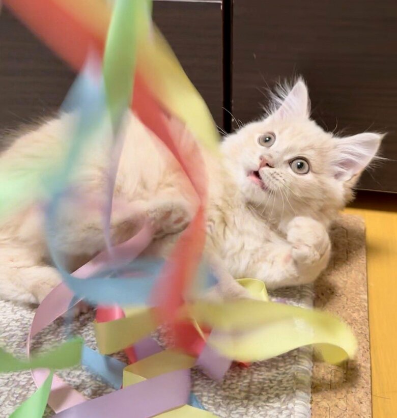 新しいおもちゃにビビる