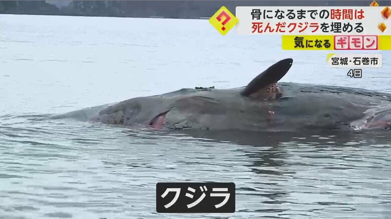 地元住民「かわいそう。なんとか海に返してあげられたら」