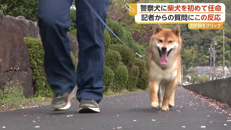 岐阜県警では初めての柴犬の警察犬