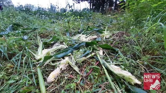 「きょう収穫予定だったのに…」