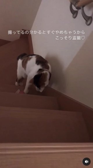 提供：kiyokoさん