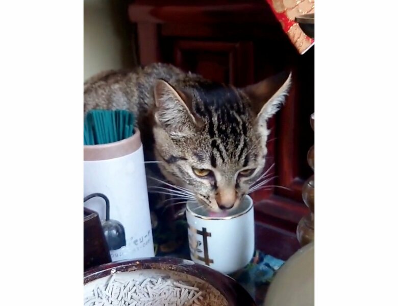 提供：アメチカンのもなさん