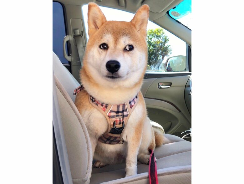 いつもの公園ではなく爪切りサロンに到着したことを悟った（提供：柴犬ももさん）