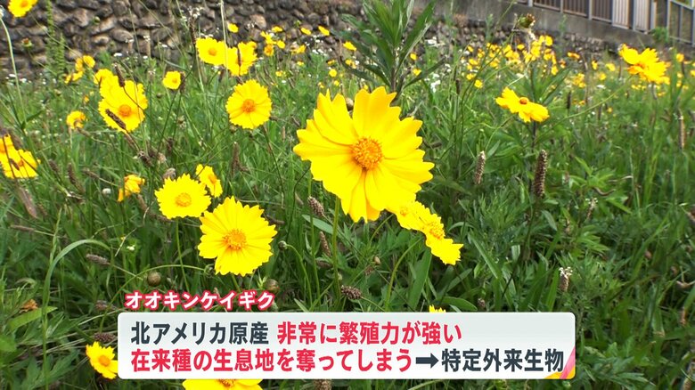 特定外来生物に指定されている「オオキンケイギク」