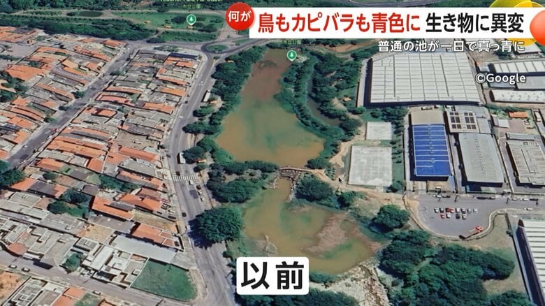 真っ青に染まった池の以前の様子