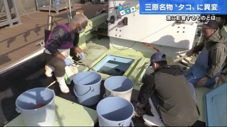 漁獲されたタコを船内のいけすからバケツへ移す漁師たち