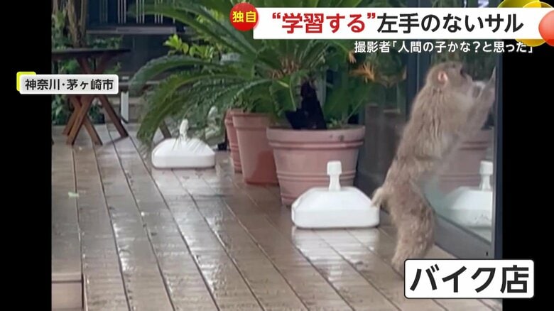 開店前のバイク店のガラスをドンッとたたいたサル（提供：えーみさん）