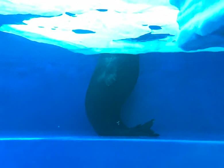 レオくんの水面下での様子（提供：サンシャイン水族館）