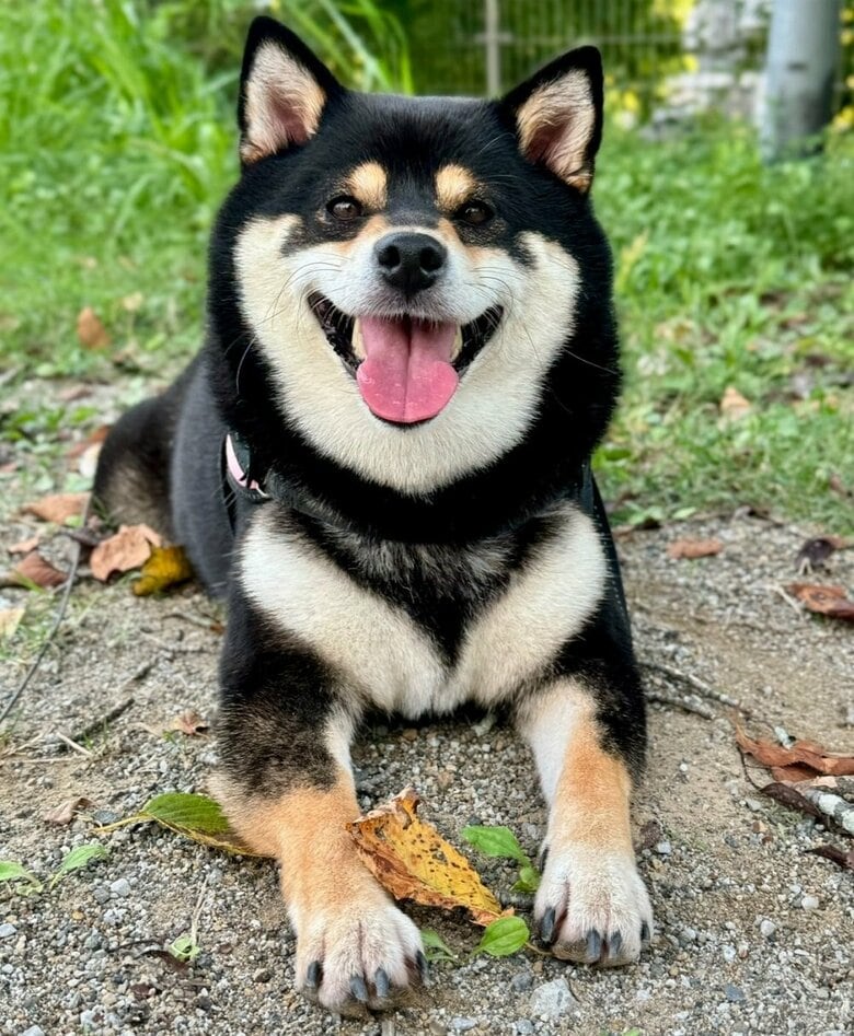 こつめちゃん