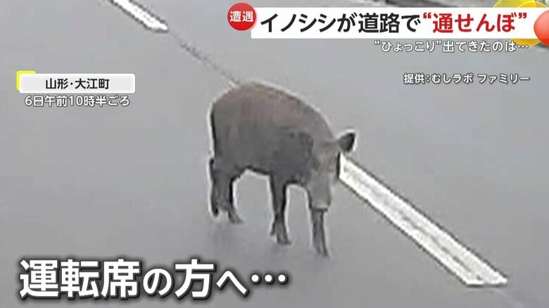 逃げるどころか車に寄ってくるイノシシ