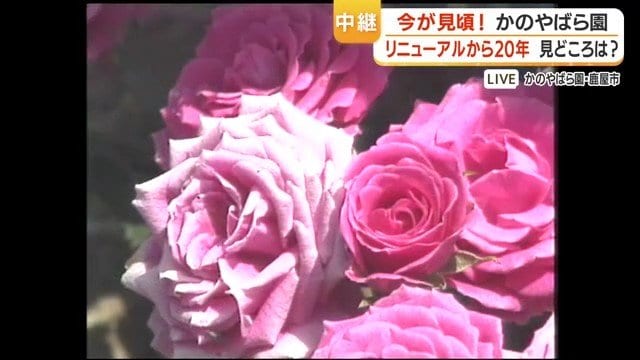 昔もきれいだった薔薇たち