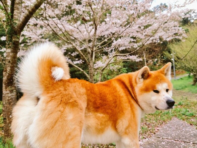 「もう桜よくない？」と無言の訴え