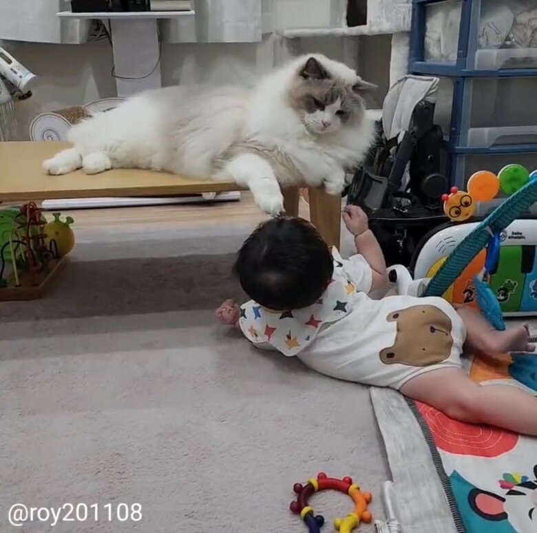 撫でてる？（提供：ロイ(Roy)くん@ラグドールさん）