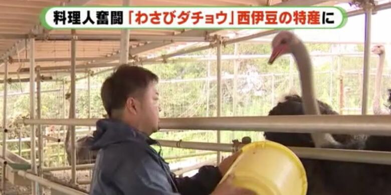 最初は鹿児島からヒナを購入　ふ化に成功