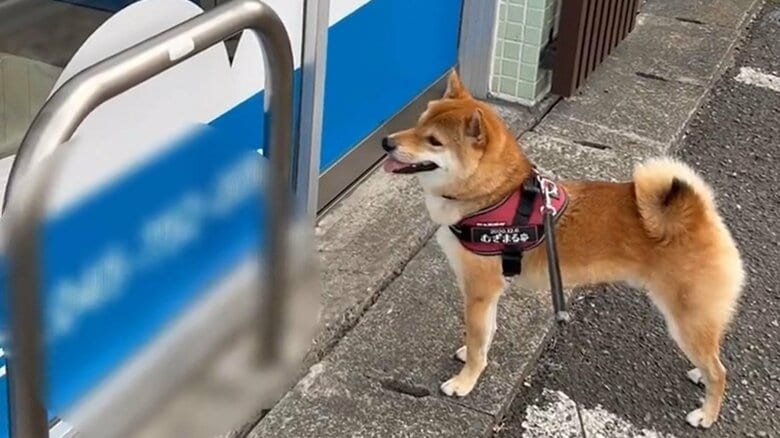 動物病院をじっと見つめる、むぎまるくん