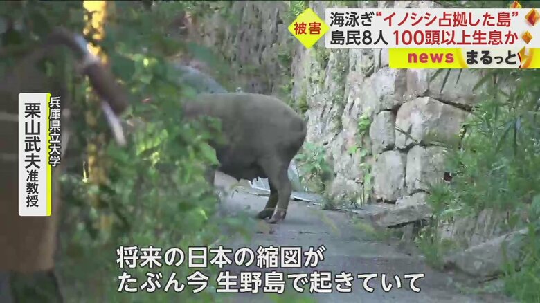 20年ほど前まではいなかったというイノシシが、今や島の至るところに出没