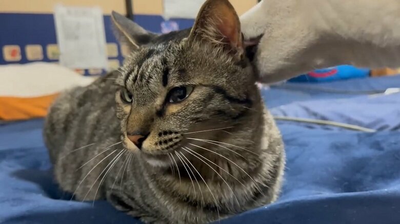 首などをなめてくれるももちゃん