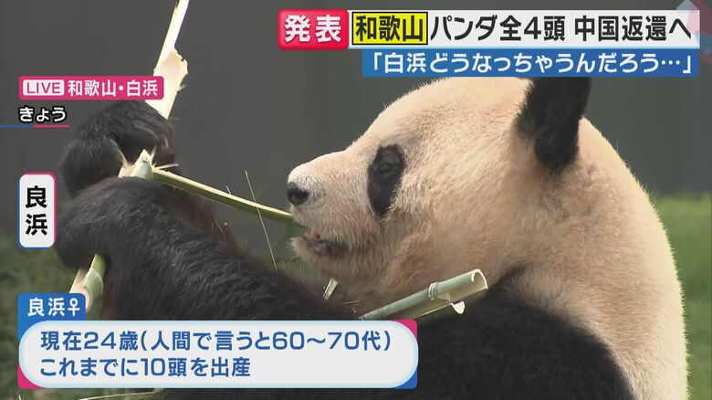 「良浜」は24歳の高齢パンダ