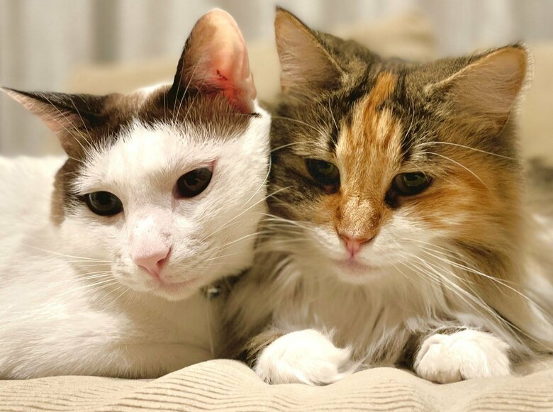 右は一緒に飼っている「ひまり」ちゃん（提供：つくね＆ひまりさん）