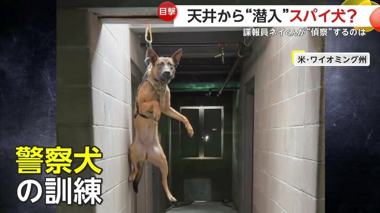 犯罪捜査や災害救助など、人が入り込めない場所に入る訓練を行っていた警察犬
