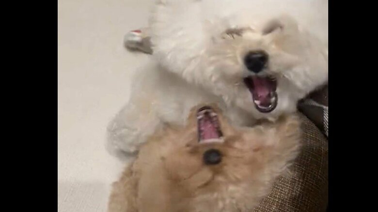 お互いに吠えた時