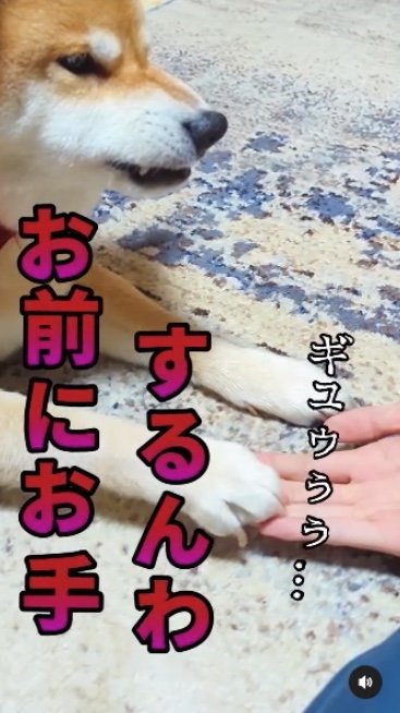 提供：柴犬スティーブch【コーギーと猫を添えて】さん