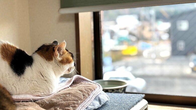 外を眺めるミケ子ちゃん