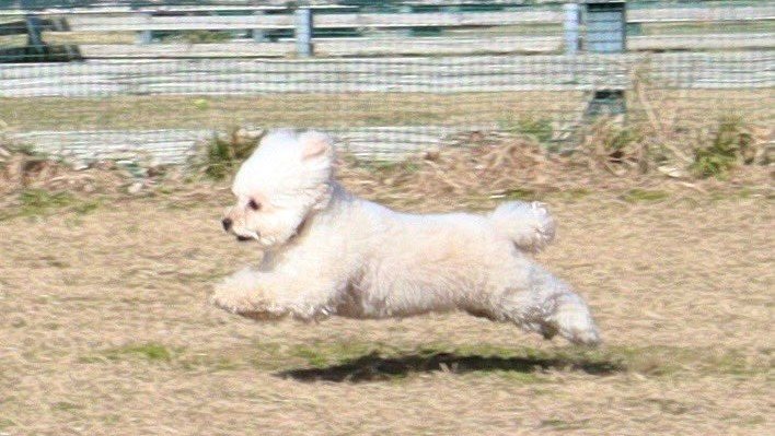 リリィちゃんも飛びます