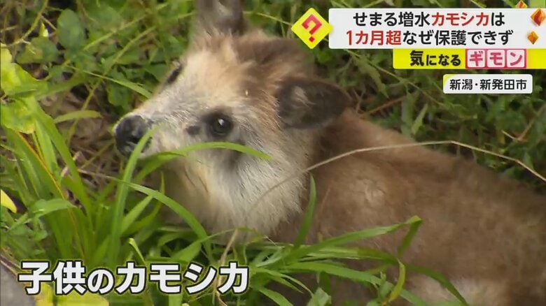 用水路に落ちてしまった子どものカモシカ