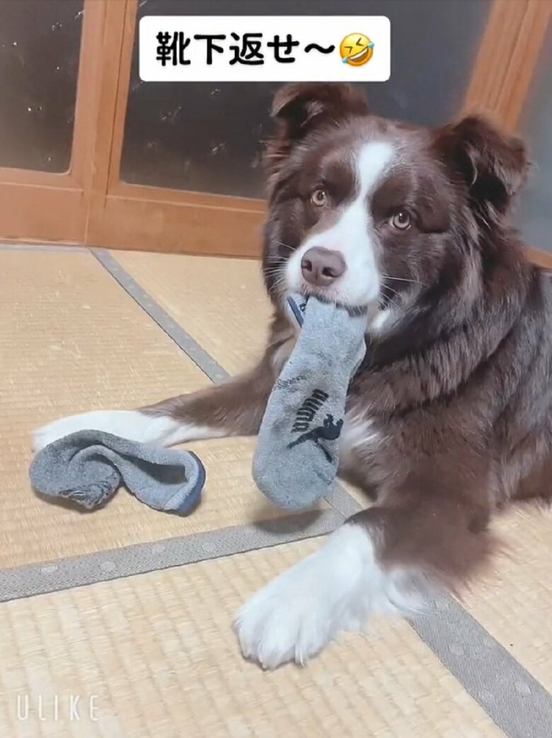 靴下で遊んでいるテールちゃん