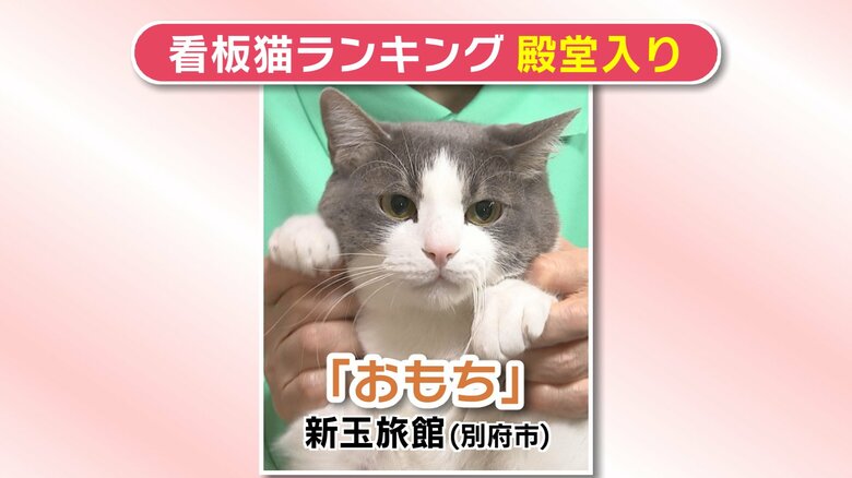 殿堂入り看板猫「おもち」