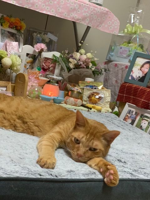 エンくんが旅立ってから憔悴しているちまきくん（提供：エンとちぃさん）
