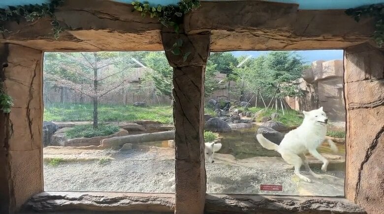 アザリーが勢いをつけて（提供：那須どうぶつ王国）